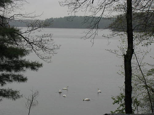 Lake Cochituate